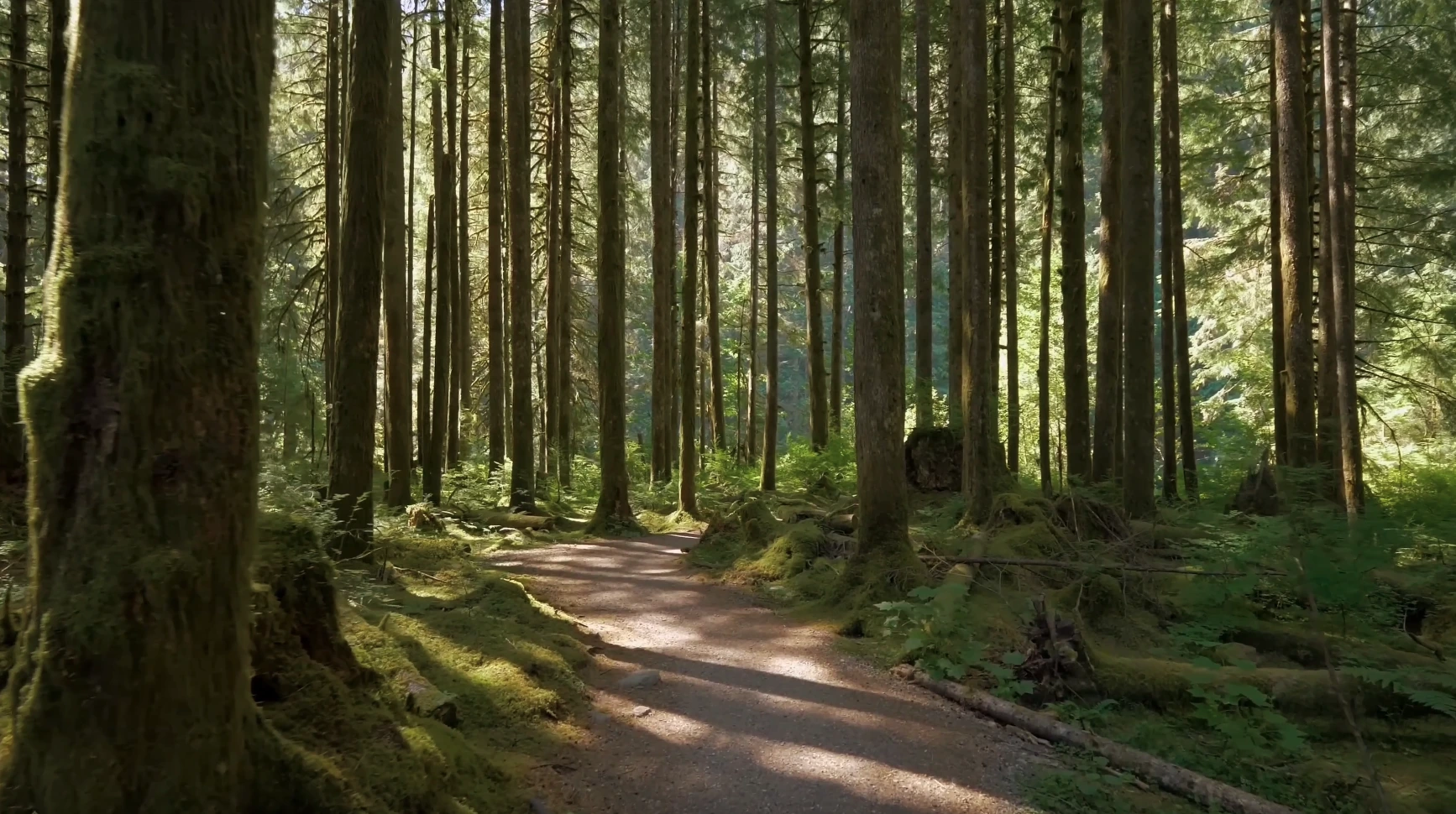 hiking trail in Maple Bay